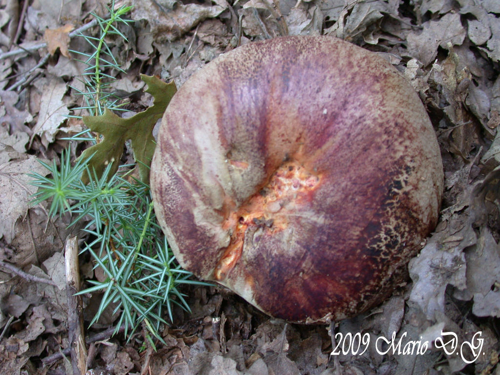Boletus da determinare >>> n�2